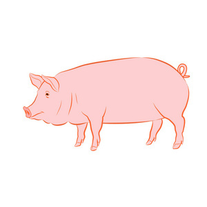 插图描绘猪一套